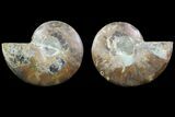 Cut & Polished Ammonite Fossil - Agatized #78362-1